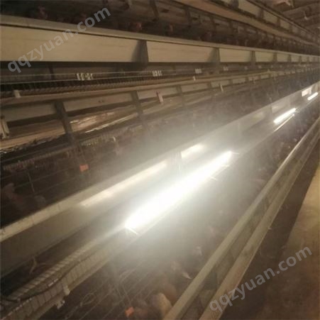 嘉康蛋鸡笼 四层阶梯式金属养殖笼具 自动化控制