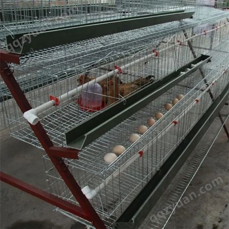 嘉康蛋鸡笼 四层阶梯式金属养殖笼具 自动化控制