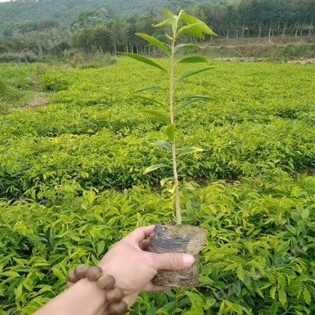 沉香花奇楠苗 精品小杯苗长期供应 广茂苗木种植基地 新品种上市