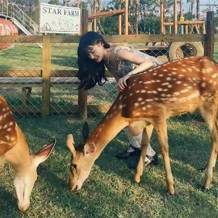 动物园租赁展览小鹿 景区观赏成年梅花鹿 幼崽训化 可互动
