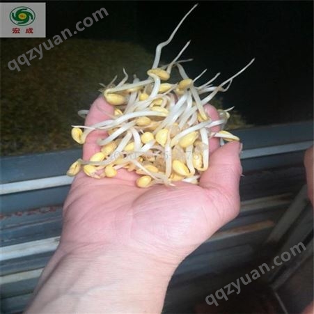 科发豆芽全自动豆芽机生产宏成芽苗菜种植