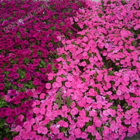 西安应季花卉租赁公司 城市道路绿植时令花卉 叶之青现货直销