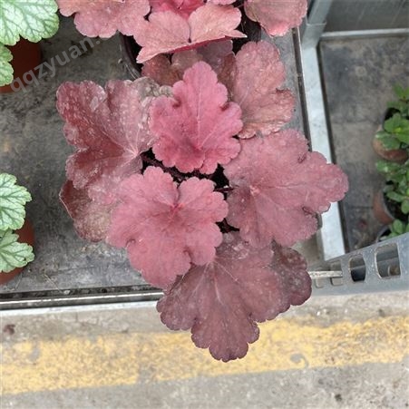 红绿紫黄色矾根花苗室外植物盆栽耐寒庭院观叶草花小苗地栽绿植
