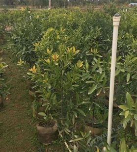 岭南山竹苗 带土带叶一年四季均可种植 百园沉香果苗基地批量出售